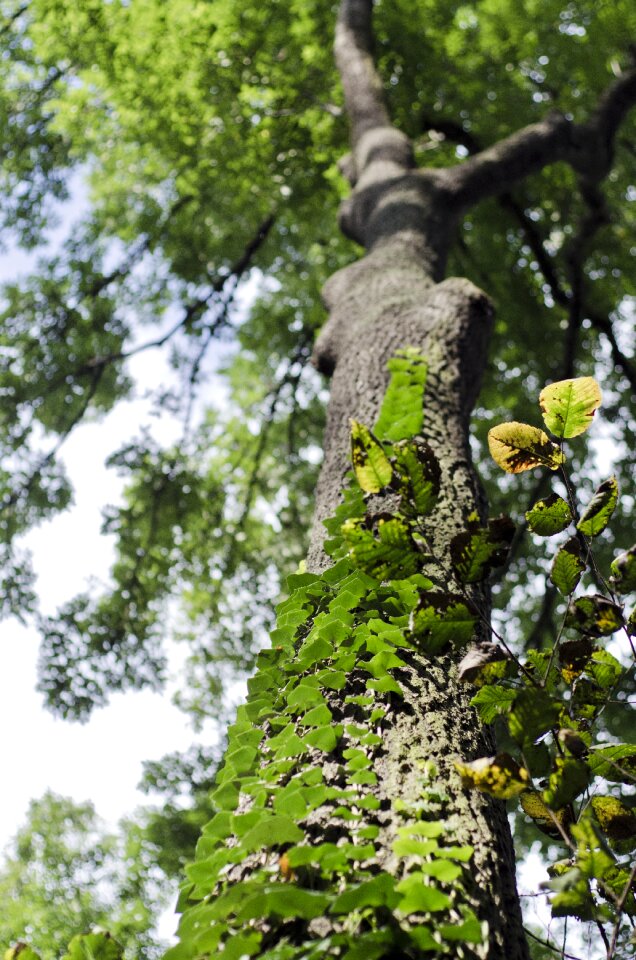 Climber plant green bark