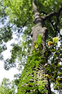 Climber plant green bark