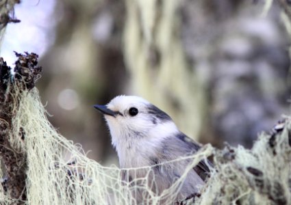 Gray Jay, Jewel Basin, MT, June 28, 2012