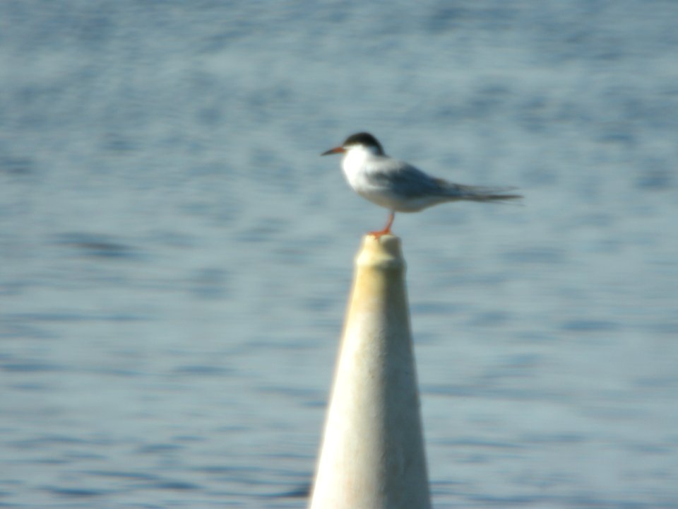 Forster's Tern, Lincoln Lake, May 13, 2012
