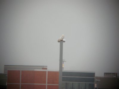 Snowy Owl, Gerald R. Ford International Airport, Grand Rapids, MI, 27 Nov 2011