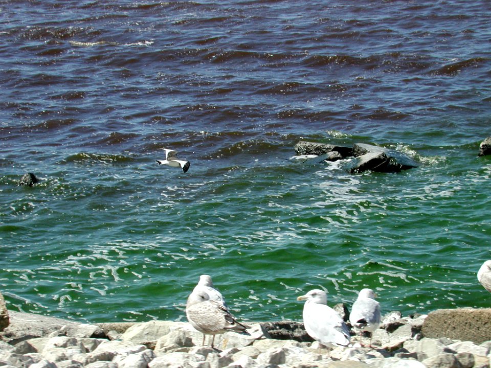 Sabine's Gull, Muskegon Wastewater Complex, MI