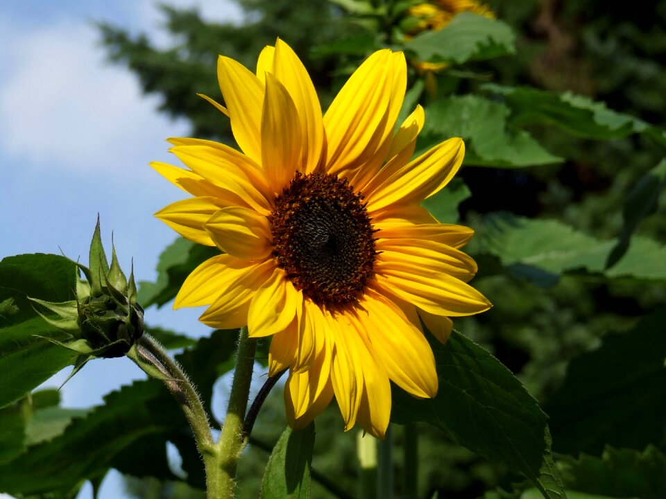 Flower blossom bloom