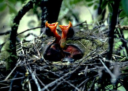 Palila Nestlings