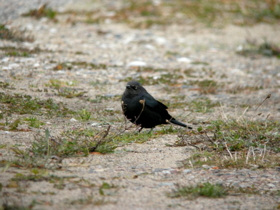 Brewer's Blackbird (1st year male)- Whitefish Point