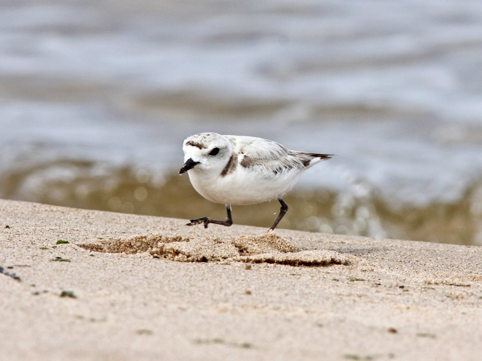 Snowy Plover, Big Sable River mouth, Ludington State Park, MI, June 13, 2012
