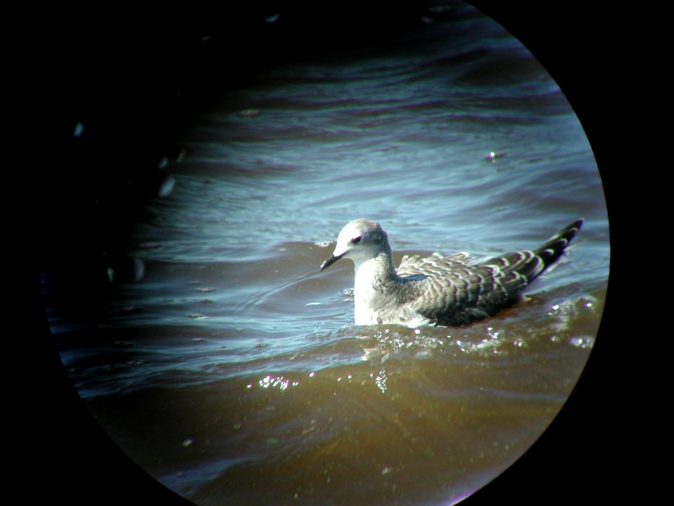 Sabine's Gull, Muskegon Wastewater Complex, MI