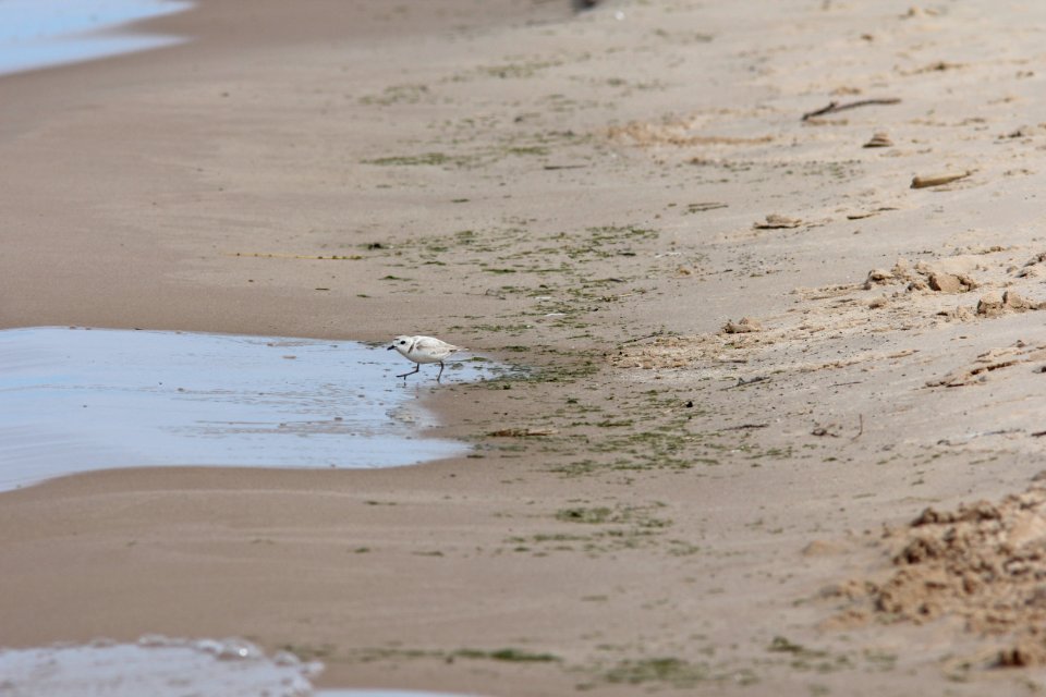 Snowy Plover, Big Sable River mouth, Ludington State Park, MI, June 13, 2012