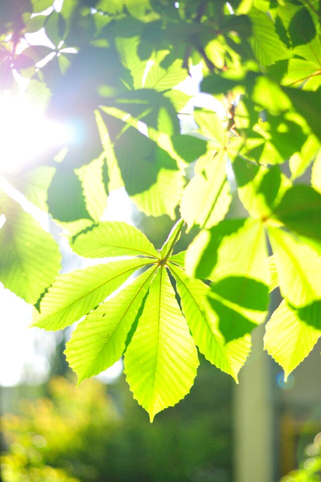 Chestnut leaves kiev