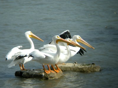 American White Pelicans, Pte. Mouillee