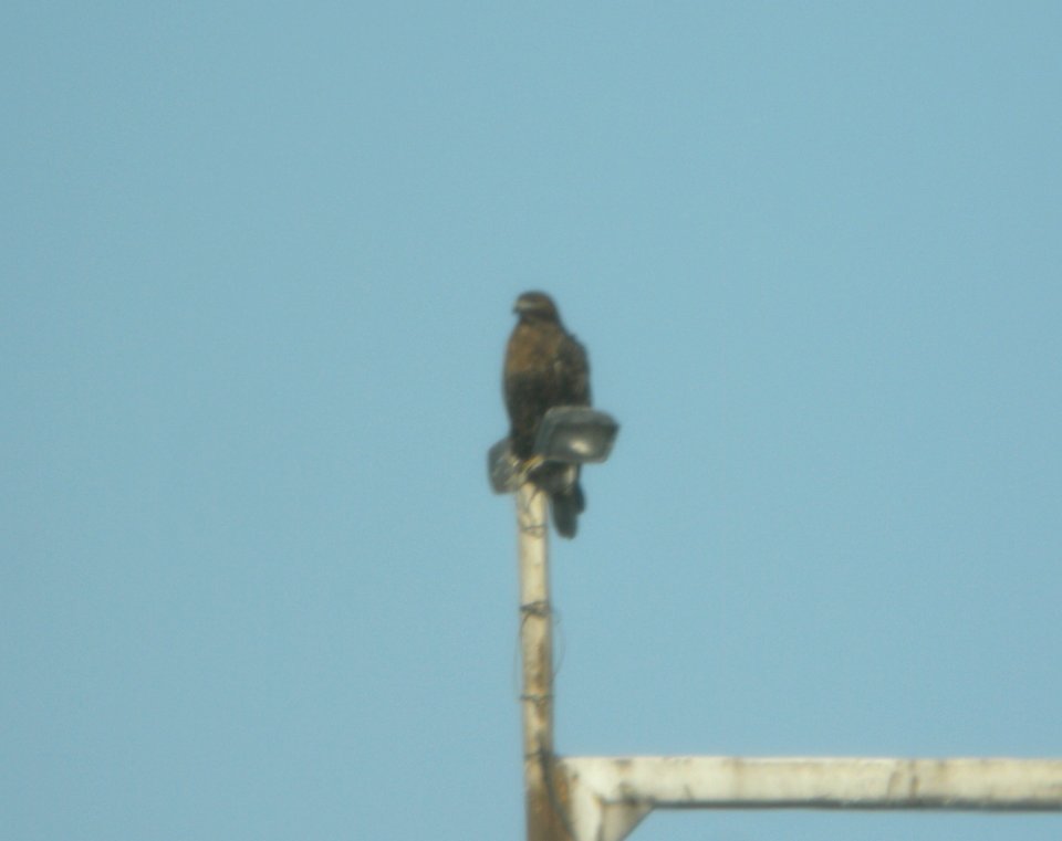 Dark intermediate (dark rufous) morph Red-tailed Hawk, Forest Lawn Landfill, Three Oaks, MI, 18 November 2012