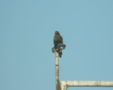 Dark intermediate (dark rufous) morph Red-tailed Hawk, Forest Lawn Landfill, Three Oaks, MI, 18 November 2012