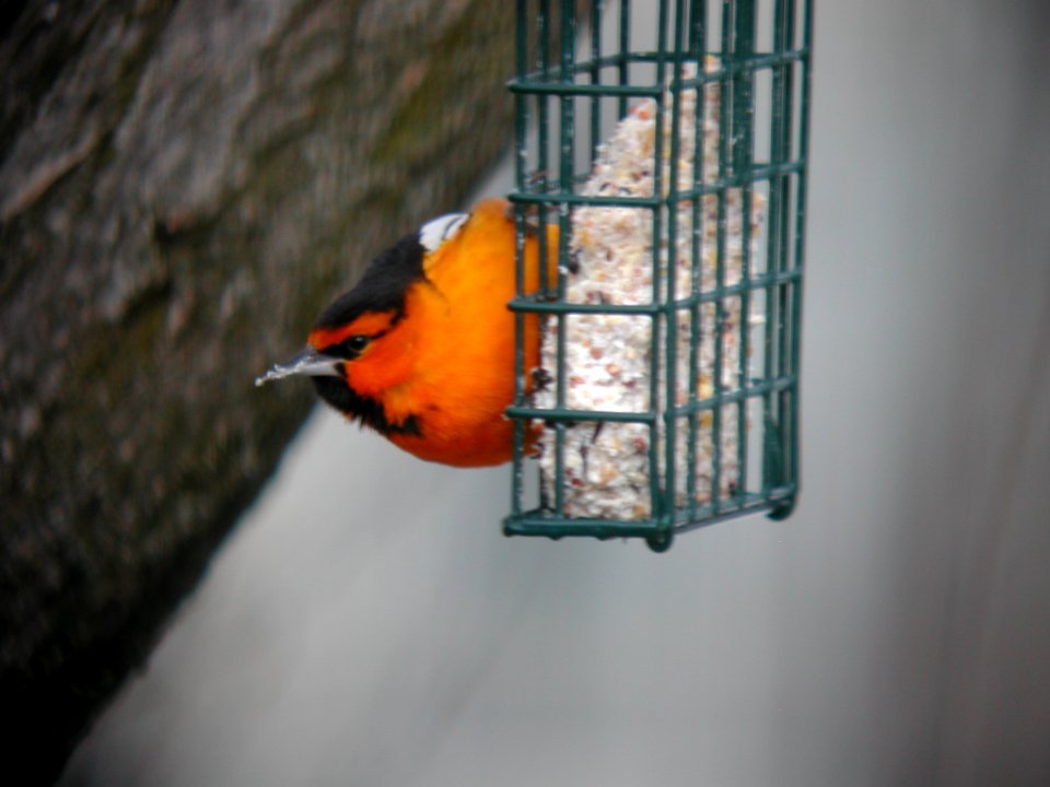 Bullock's Oriole, Brighton, MI