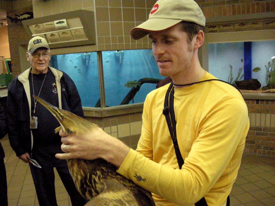 American Bittern on the way to rehab
