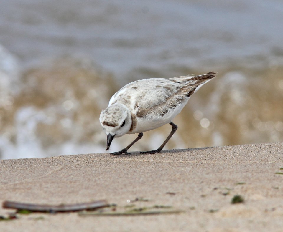 Snowy Plover, Big Sable River mouth, Ludington State Park, MI, June 13, 2012