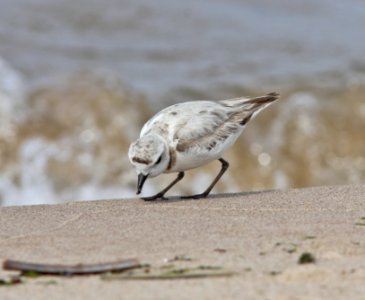 Snowy Plover, Big Sable River mouth, Ludington State Park, MI, June 13, 2012