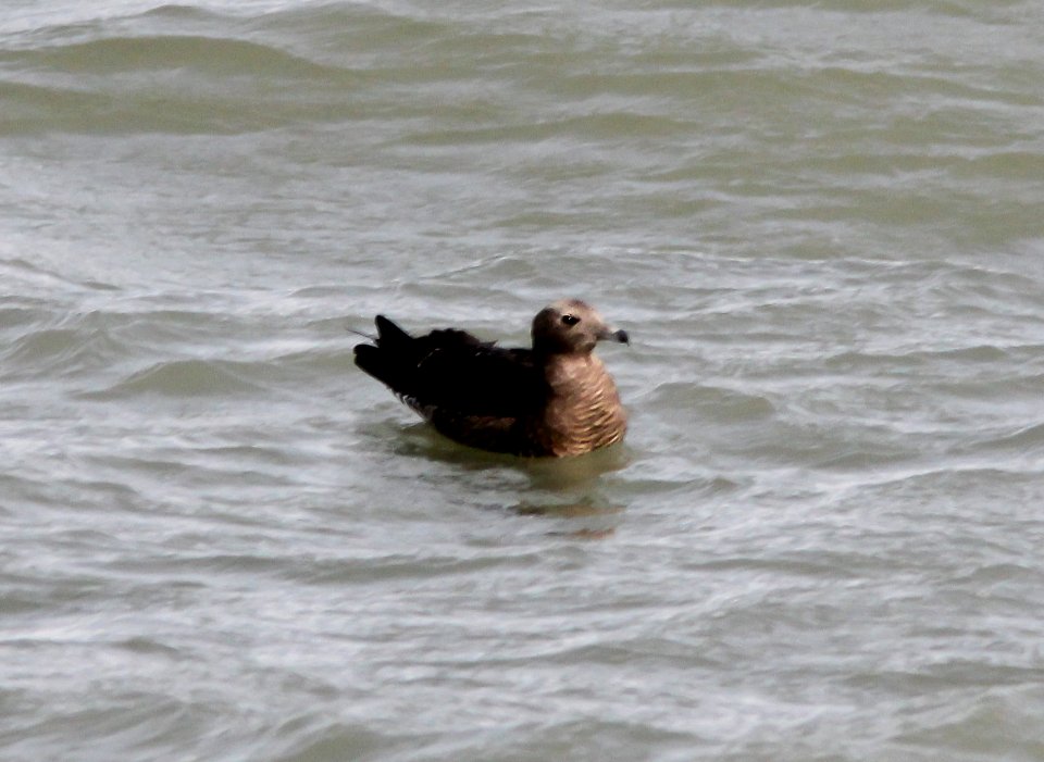 Jaeger, 19 Nov 2011, 3 miles offshore of Cleveland OH