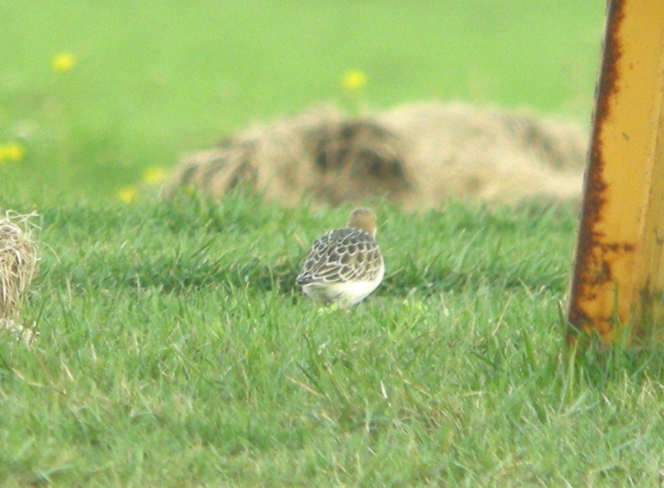 Buff-breasted Sandpiper (juvenile), 1 of 4, Capac Rd. sod farm, Capac, MI, September 25, 2011