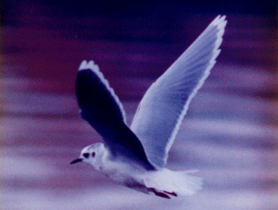 LIttle Gull, Polson Sewage lagoons, Polson, MT (1st state record)