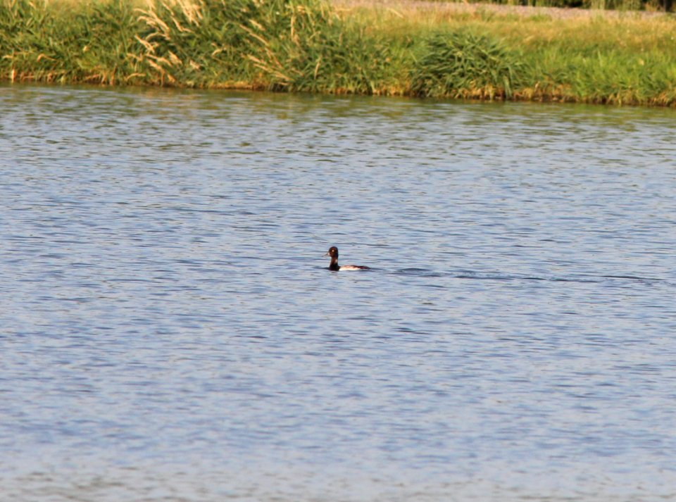 Lesser Scaup, Caledonia Sewage Ponds, June 24, 2012