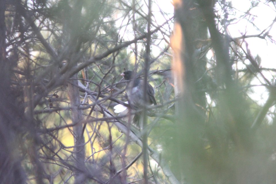 possible "Cassiar" Dark-eyed Junco, Whitefish Point, MI