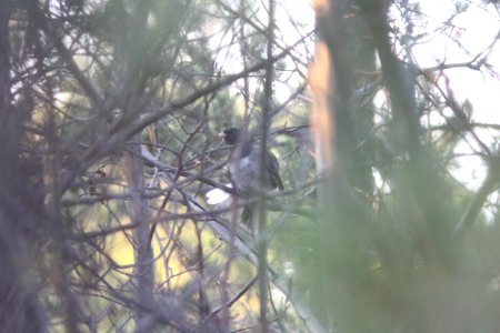 possible "Cassiar" Dark-eyed Junco, Whitefish Point, MI