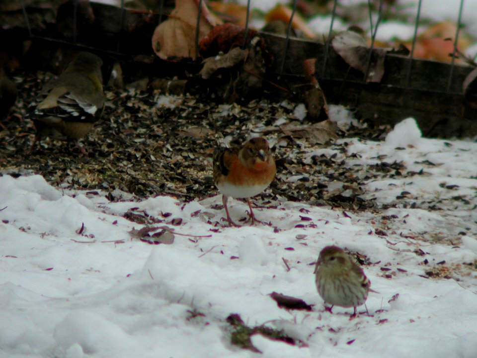 Brambling, Arlee, MT