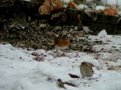 Brambling, Arlee, MT