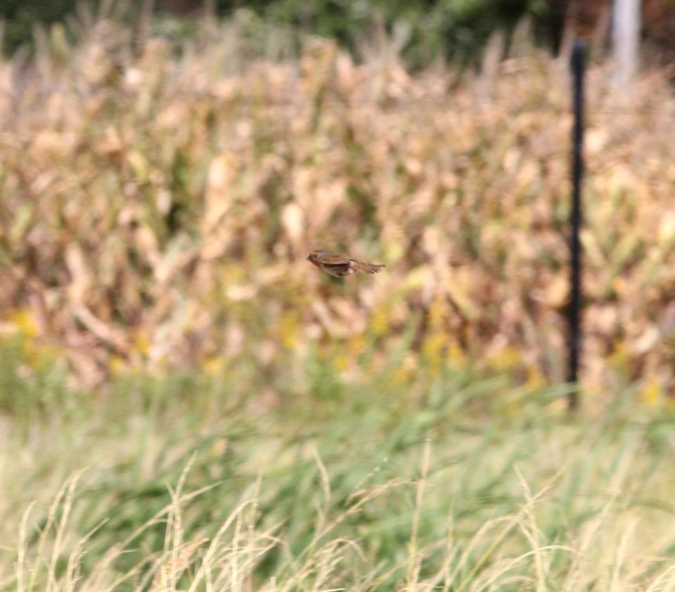 Nelson's Sparrow, McCool's Pond, Indiana, September 29, 2012