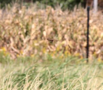 Nelson's Sparrow, McCool's Pond, Indiana, September 29, 2012