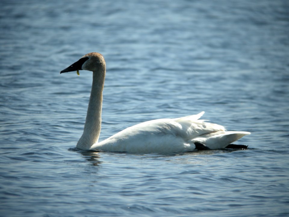Trumpeter Swan, Lincoln Lake, May 15, 2012
