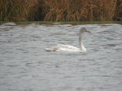 Tundra Swan, Caledonia Sewage Ponds, 27 Nov 2011