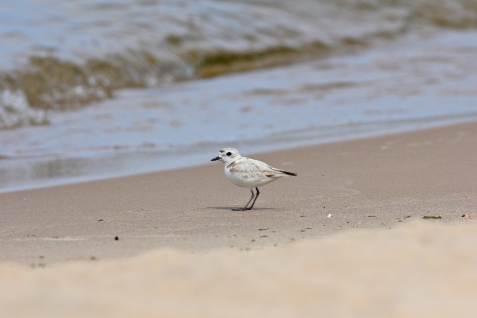 Snowy Plover, Big Sable River mouth, Ludington State Park, MI, June 13, 2012