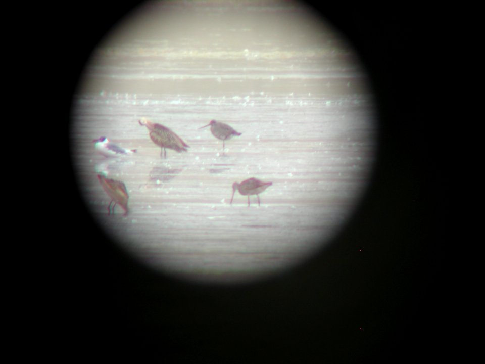 Hudsonian Godwit, Freezout Lake, MT