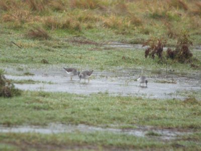 Lesser Yellowlegs (3 HY), Caledonia Sewage Ponds, 27 Nov 2011