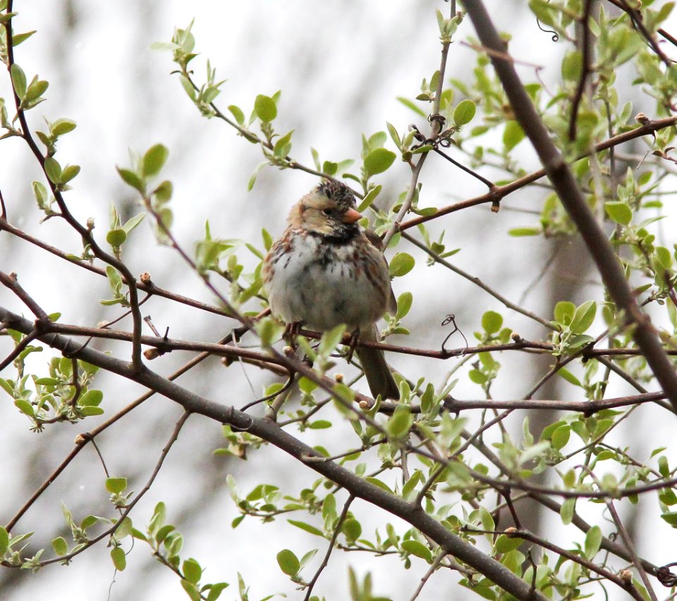 Harris's Sparrow, Muskegon SGA Headquarters, April 10 2012