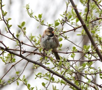 Harris's Sparrow, Muskegon SGA Headquarters, April 10 2012