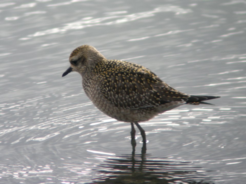 American Golden-Plover (juvenile)