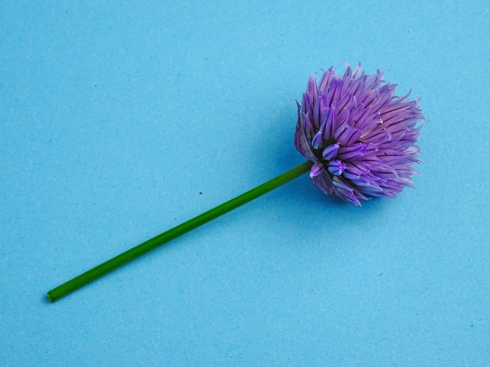 Isolated chive blossom