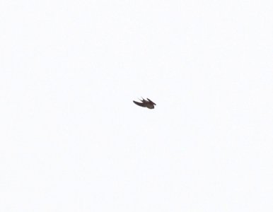 Barn Swallow, flyover during rainstorm, Kentwood, MI, April 18, 2013