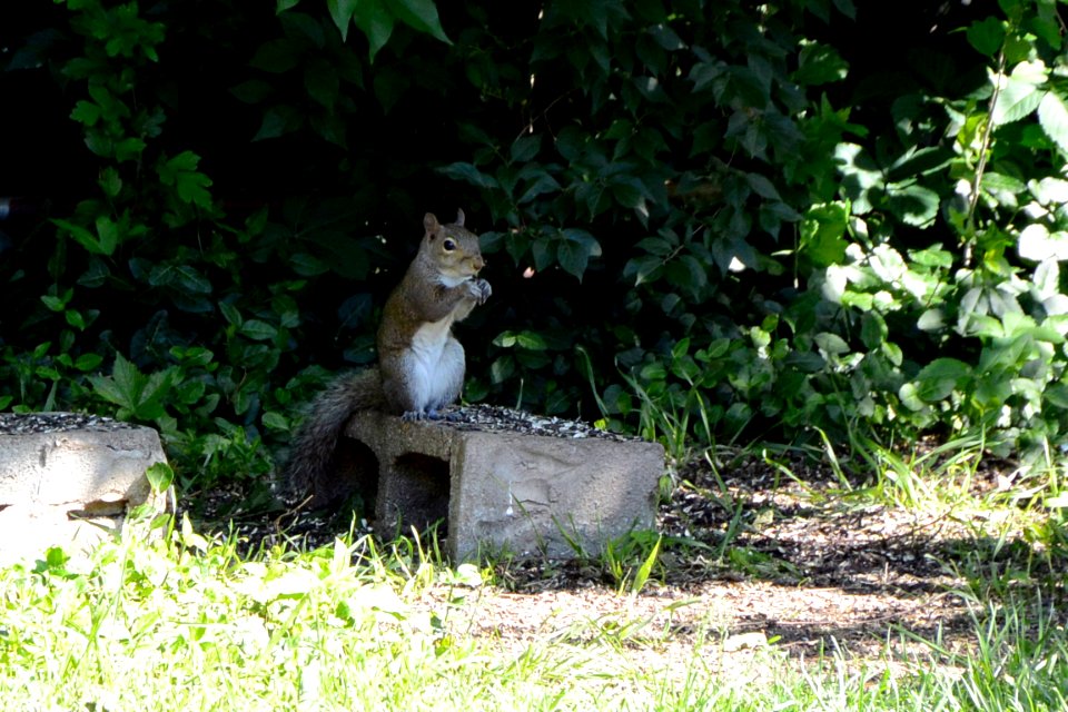 Squirrel eating