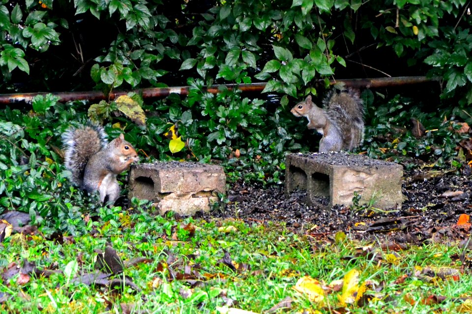 Squirrels Nikon 1 V2