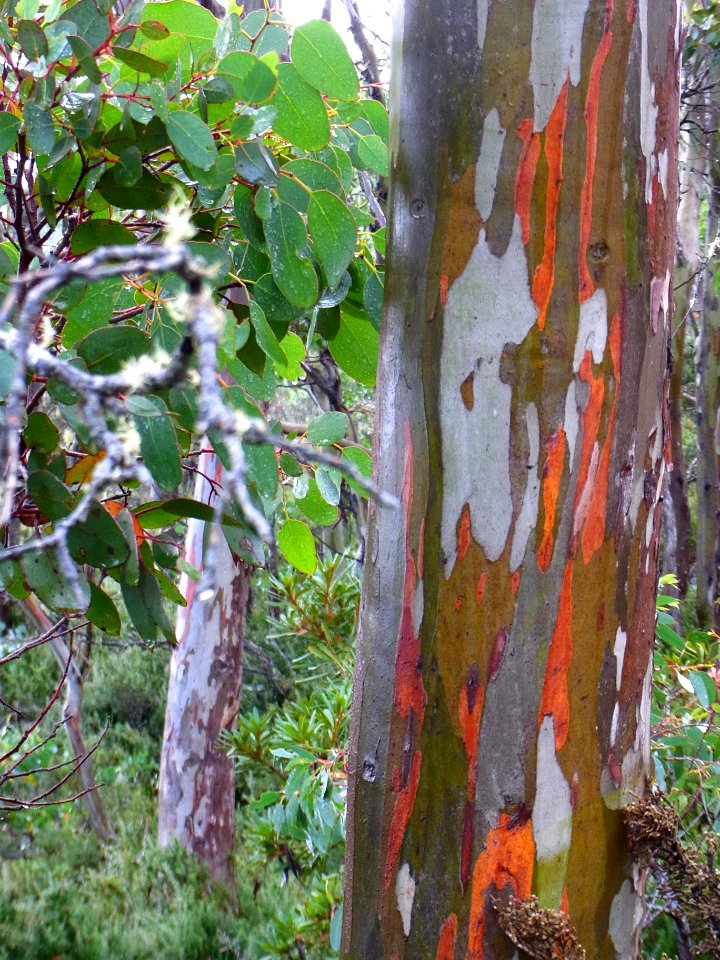 Eucalyptus coccifera