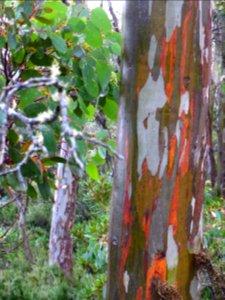 Eucalyptus coccifera photo
