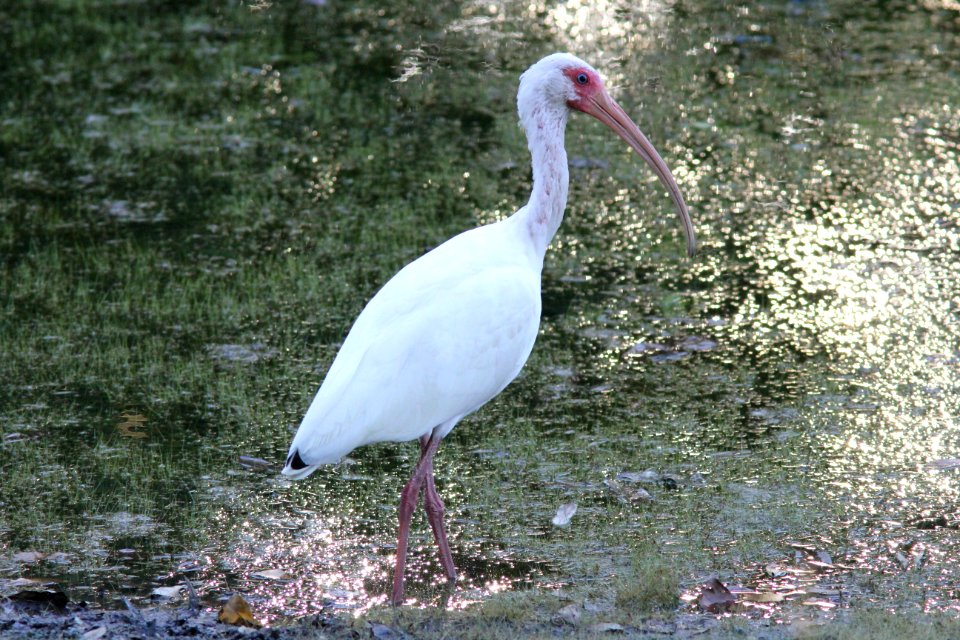 White Ibis, Wesley Chapel FL, March 27, 2012