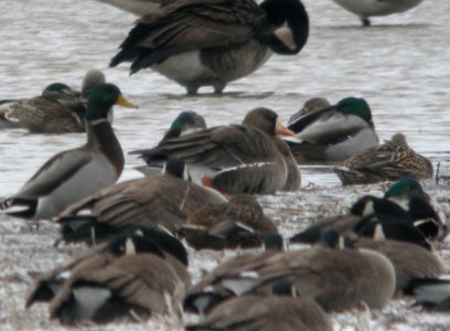 Greater White-fronted Goose (1 of 2), 76th St flooded field between Breton and Hanna Lake Rds, Kent Co., MI, March 3, 2012