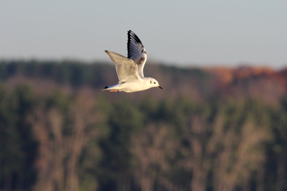 Bonaparte's Gull, Holloway Reservoir, MI 5 November 2011