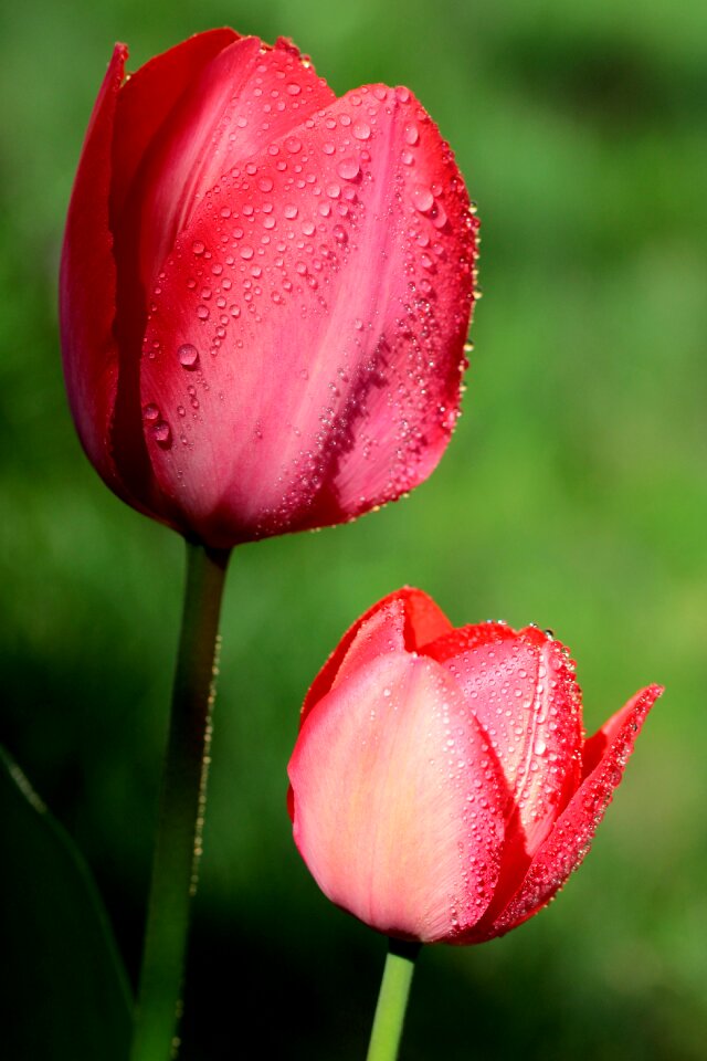 Drops drop nature