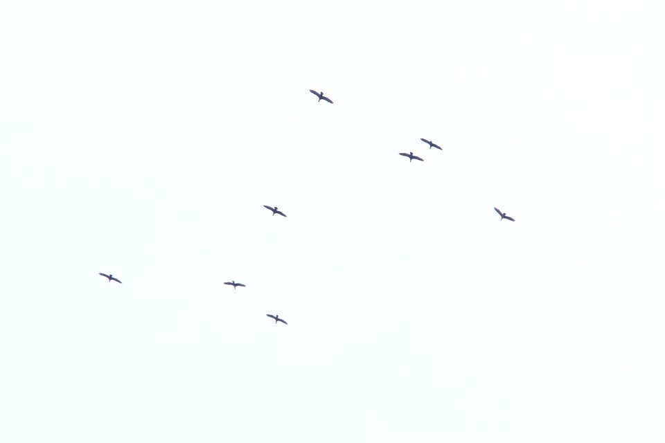 Double-crested Cormorants, Sand Lake MI, May 3, 2012