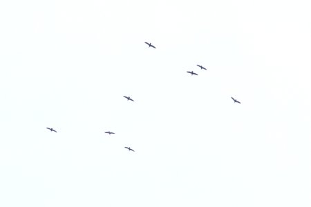 Double-crested Cormorants, Sand Lake MI, May 3, 2012 photo